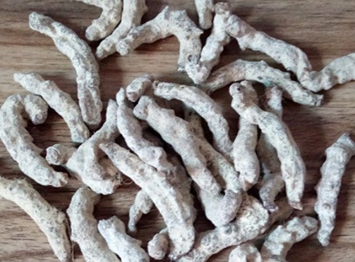 白僵蠶的功效與作用及禁忌-易網健康<a href=http://www.jsjjzhkt.cn/jkys/ target=_blank class=infotextkey>養生</a>網 白僵蠶的功效與作用及禁忌