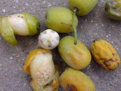 鼻涕果的功效與作用及禁忌