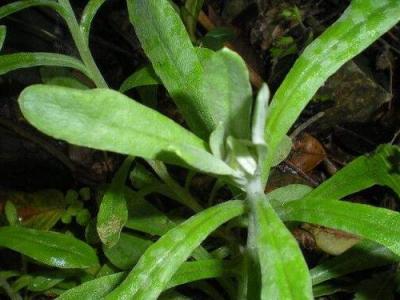 鄉下常見的草藥有哪些