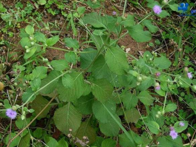 咸蝦花的功效與作用及禁忌