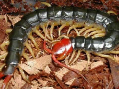 中藥蜈蚣的功效與作用