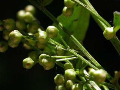 庵閭子的功效與作用及禁忌