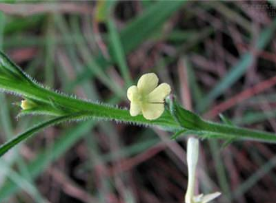 疳積草的功效與作用及禁忌