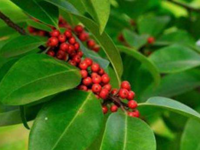 救必應的功效與作用及禁忌