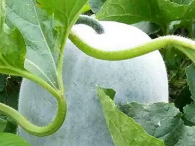 去眼袋最有效的土方法(6個去眼袋的妙招)