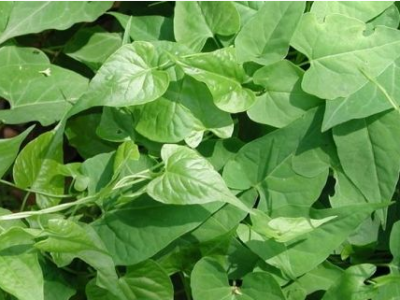 何首烏葉的功效與作用及禁忌