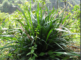 鼻血草的功效與作用及禁忌