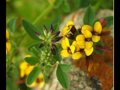 花苜蓿的功效與作用及禁忌_副作用及食用方法