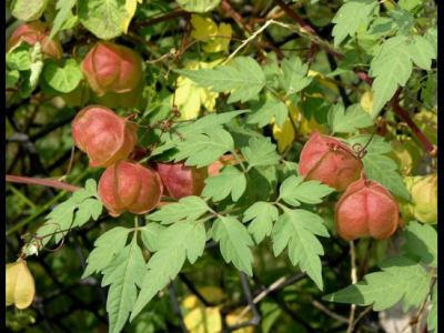 白花燈籠的功效與作用及禁忌