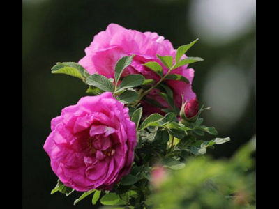 重瓣紅玫瑰功效與作用