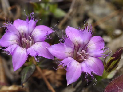 紅花龍膽的功效與作用及禁忌