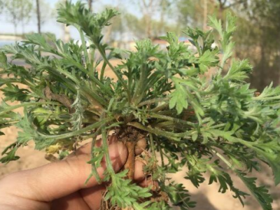 白蒿泡水能天天喝嗎