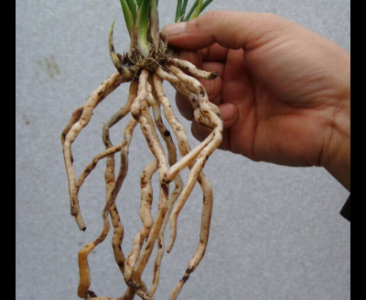 五龍根的功效與作用及禁忌_副作用及食用方法