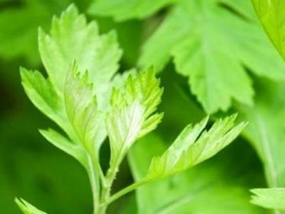 艾葉煮雞蛋能保胎嗎(艾葉煮雞蛋的功效)