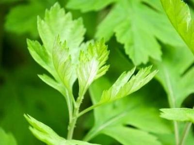 艾蒿怎么吃好(艾蒿如何使用好)