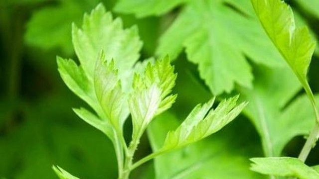 艾草加鹽可以止癢嗎