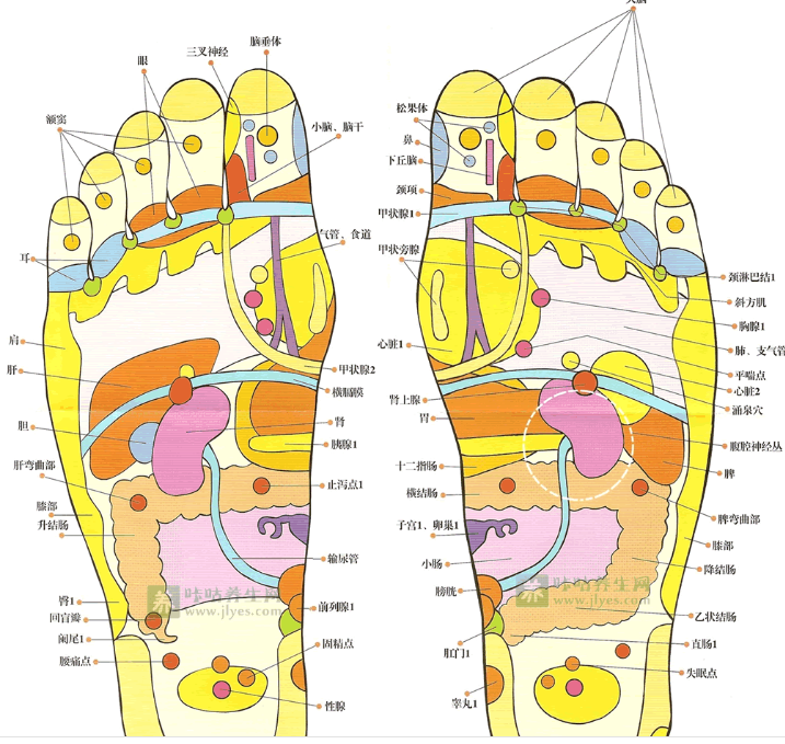 足療按摩手法步驟教學