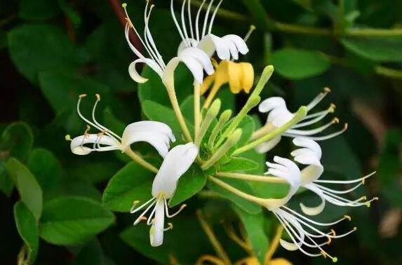 金銀花發(fā)霉時什么樣子？