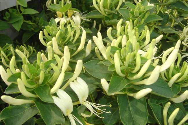 金銀花葉子可以泡水喝嗎