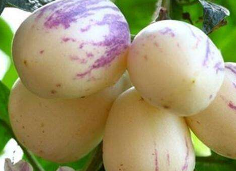 哪些人不宜吃人參果