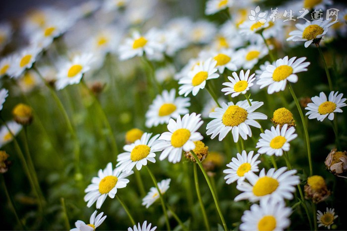 晚香玉的功效與作用-易網(wǎng)<a href=http://www.jsjjzhkt.cn/ target=_blank class=infotextkey>健康養(yǎng)生</a>網(wǎng) 晚香玉的功效與作用