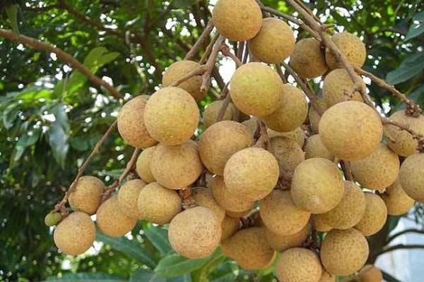 桂圓肉的功效與作用-易網<a href=http://www.jsjjzhkt.cn/ target=_blank class=infotextkey>健康養生</a>網 桂圓肉的功效與作用