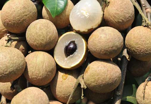 龍眼肉是什么 龍眼肉怎么吃好-易網健康<a href=http://www.jsjjzhkt.cn/jkys/ target=_blank class=infotextkey>養生</a>網 龍眼肉是什么 龍眼肉怎么吃好