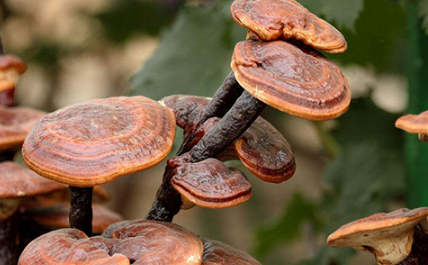 長年緊缺中藥材有幾種-易網健康<a href=http://www.jsjjzhkt.cn/jkys/ target=_blank class=infotextkey>養生</a>網 長年緊缺中藥材有幾種