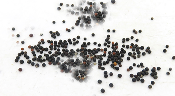 王不留行可以經常吃嗎？三個王不留行的副作用