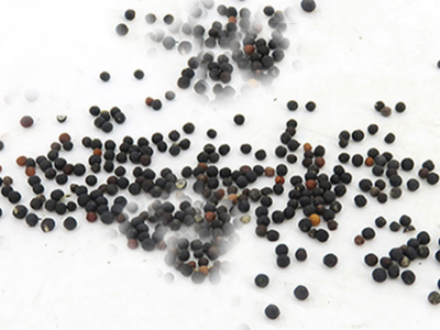 王不留行可以經常吃嗎?三個王不留行的副作用