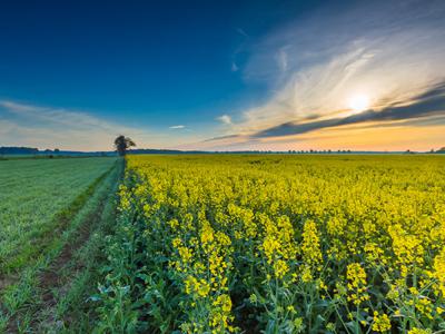 民間治近視偏方秘方?6種根治近視神奇民間秘方