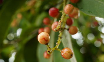 五味子泡水喝竟有6個害處(五味子泡水喝的方法)-易網健康<a href=http://www.jsjjzhkt.cn/jkys/ target=_blank class=infotextkey>養生</a>網 五味子泡水喝竟有6個害處(五味子泡水喝的方法)