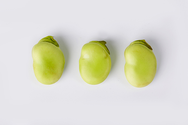 什么人不能吃蠶豆?哪些人不適合吃蠶豆-易網健康<a href=http://www.jsjjzhkt.cn/jkys/ target=_blank class=infotextkey>養生</a>網 什么人不能吃蠶豆?哪些人不適合吃蠶豆