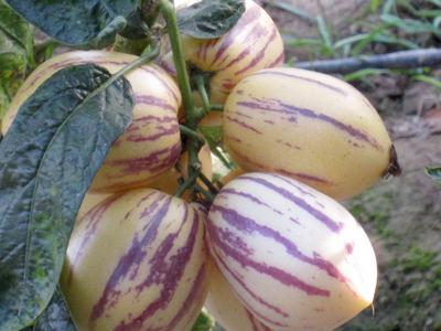 人參果學名：人參果，英文：Ginseng fruit