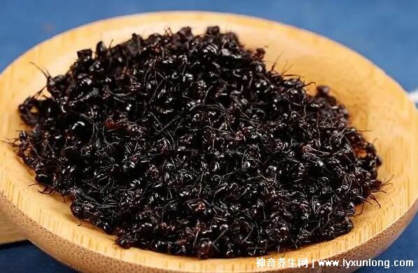 黑螞蟻治療類風濕配方，螞蟻消痹湯(類風濕性關節炎的克星)