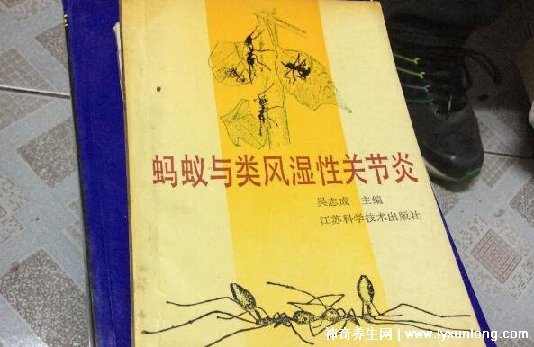 黑螞蟻治療類風濕配方,螞蟻消痹湯(類風濕性關節炎的克星)-易網健康<a href=http://www.jsjjzhkt.cn/jkys/ target=_blank class=infotextkey>養生</a>網 黑螞蟻治療類風濕配方,螞蟻消痹湯(類風濕性關節炎的克星)