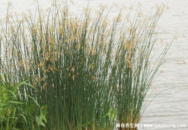 燈心草的毒性很大圖片,有較強腎毒性誤食會中毒(燈芯草)-易網<a href=http://www.jsjjzhkt.cn/ target=_blank class=infotextkey>健康養生</a>網 燈心草的毒性很大圖片,有較強腎毒性誤食會中毒(燈芯草)