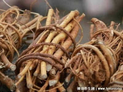 五指毛桃的副作用太大了,中毒反應肝損傷7大危害(六種人不宜吃)