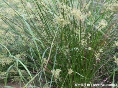 燈心草的毒性很大圖片，有較強腎毒性誤食會中毒(燈芯草)