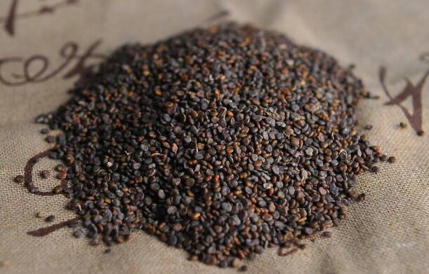 沙苑子泡水三大禁忌，十種人不能吃沙苑子(不能天天喝)