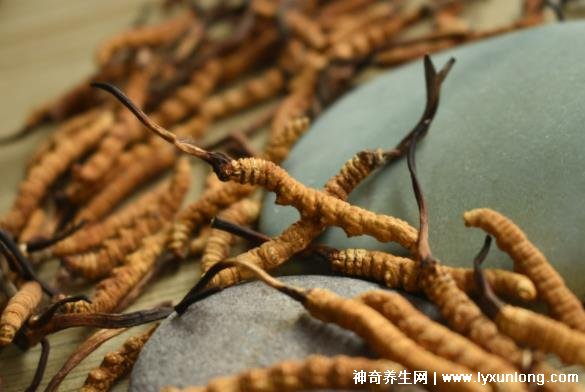 野生蟲草多少錢一斤,幾萬(wàn)至十萬(wàn)元以上(與產(chǎn)地/采集時(shí)間有關(guān))-易網(wǎng)健康<a href=http://www.jsjjzhkt.cn/jkys/ target=_blank class=infotextkey>養(yǎng)生</a>網(wǎng) 野生蟲草多少錢一斤,幾萬(wàn)至十萬(wàn)元以上(與產(chǎn)地/采集時(shí)間有關(guān))