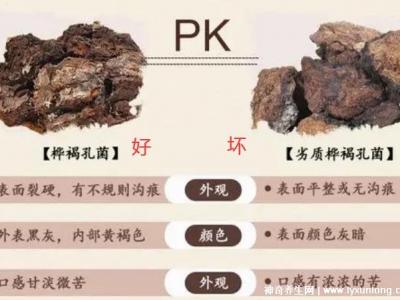 華樹茸泡水喝的七大禁忌,樺樹茸的功效與作用