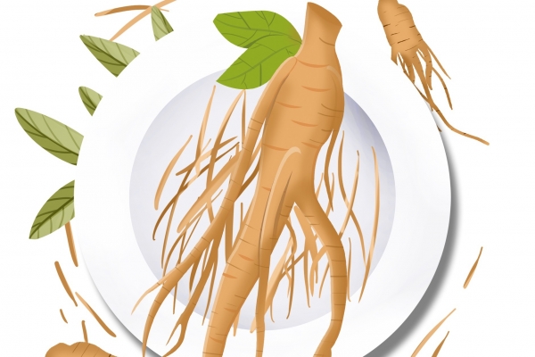 野山參的功效和吃法-易網<a href=http://www.jsjjzhkt.cn/ target=_blank class=infotextkey>健康養生</a>網 野山參的功效和吃法