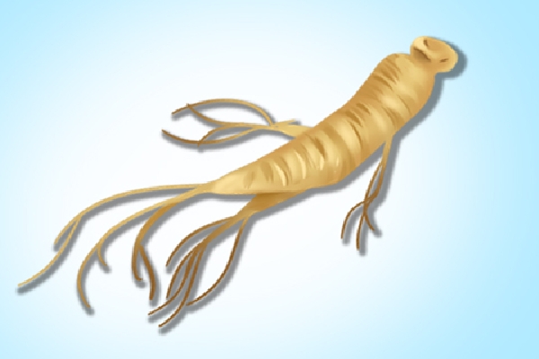 野山參的功效和吃法-易網健康<a href=http://www.jsjjzhkt.cn/jkys/ target=_blank class=infotextkey>養生</a>網 野山參的功效和吃法