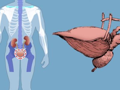 膀胱經絡有哪些