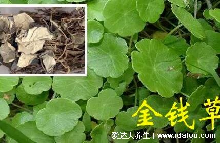 4種化結石的草藥,金錢草是最常用的排石藥(腎結石疼痛部位圖)-易網健康<a href=http://www.jsjjzhkt.cn/jkys/ target=_blank class=infotextkey>養生</a>網 4種化結石的草藥,金錢草是最常用的排石藥(腎結石疼痛部位圖)