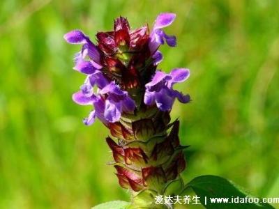 5種夏枯草的圖片,夏枯草的功效與作用及食用方法